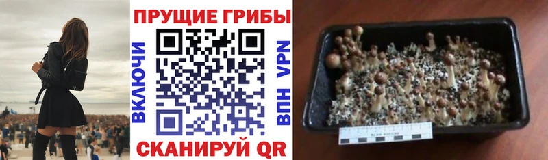 Псилоцибиновые грибы GOLDEN TEACHER  MEGA зеркало  Нефтекумск 